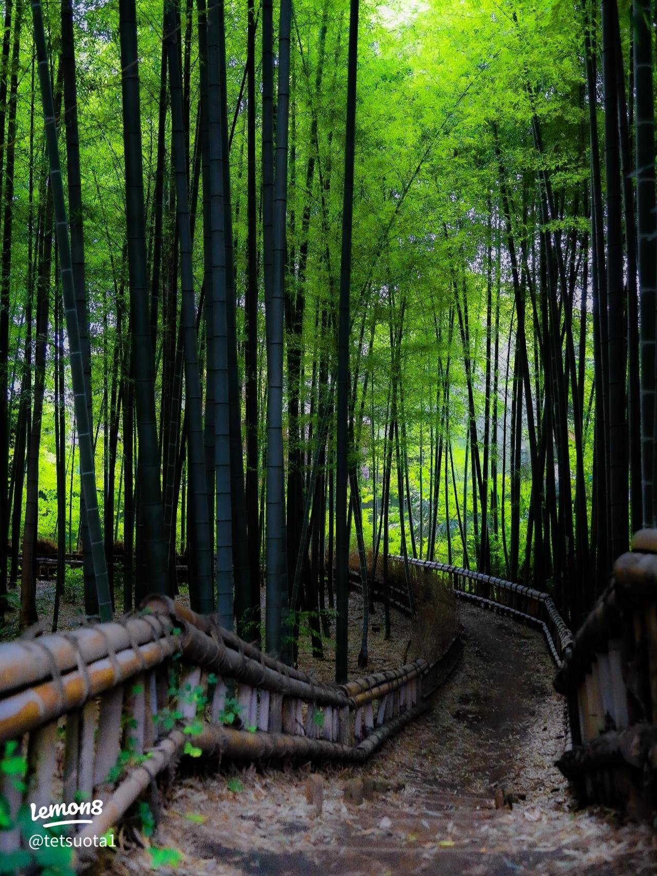 🎋 죽림 공원(치쿠린 코엔)